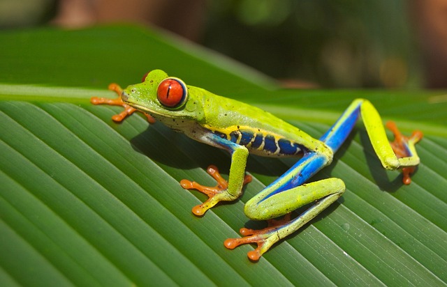 frog, animal, wildlife