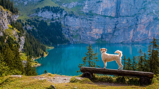 outlook, mountain lake, bank