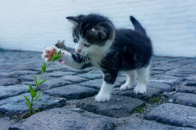 cat, flower, kitten