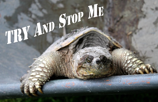 motivational quote, try and stop me, snapping turtle