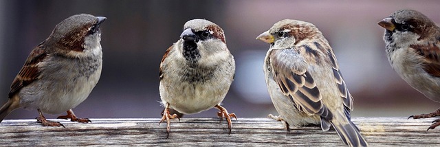 sparrows, sparrows family, birds