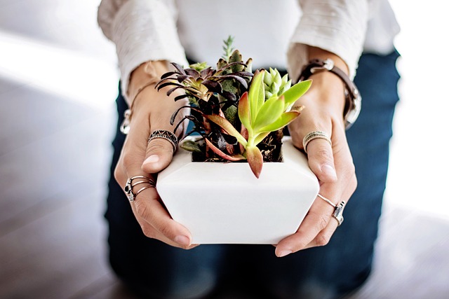 succulents, hands, pot