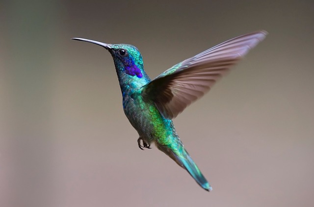 hummingbird, bird, nature