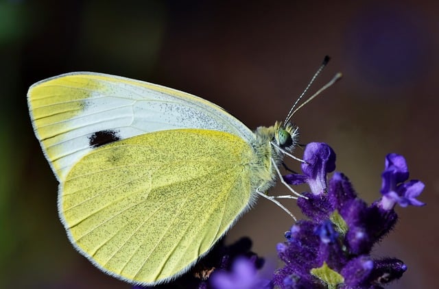 insect, butterfly, white